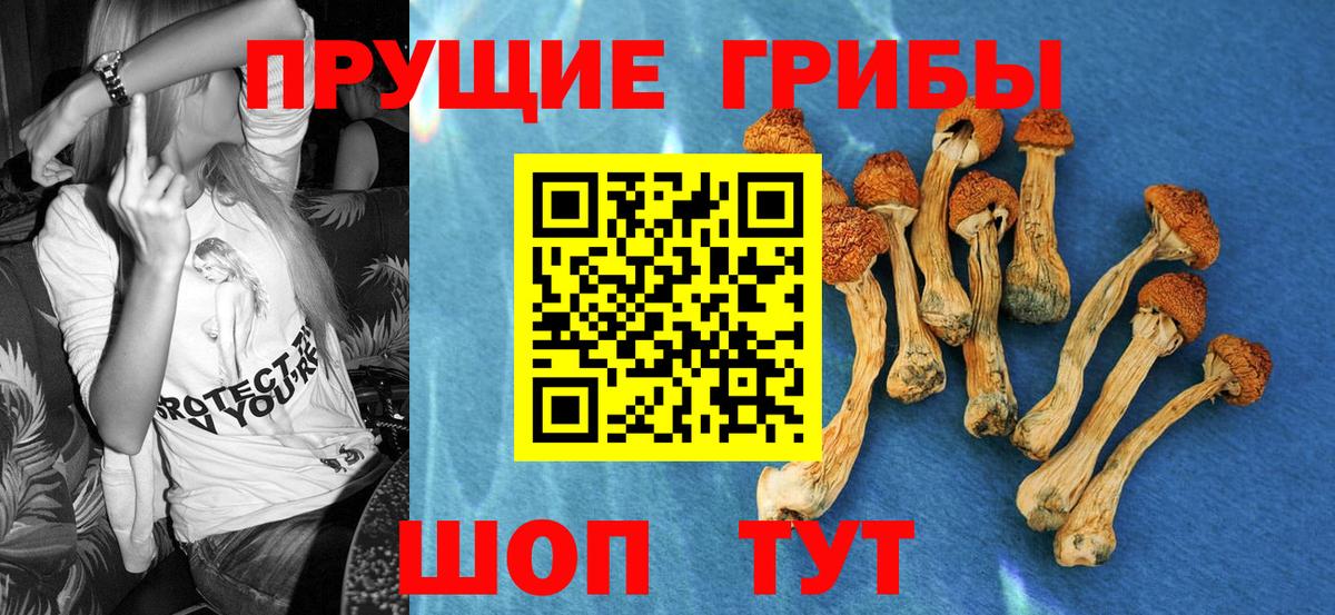 Псилоцибиновые грибы Psilocybine cubensis Калининград